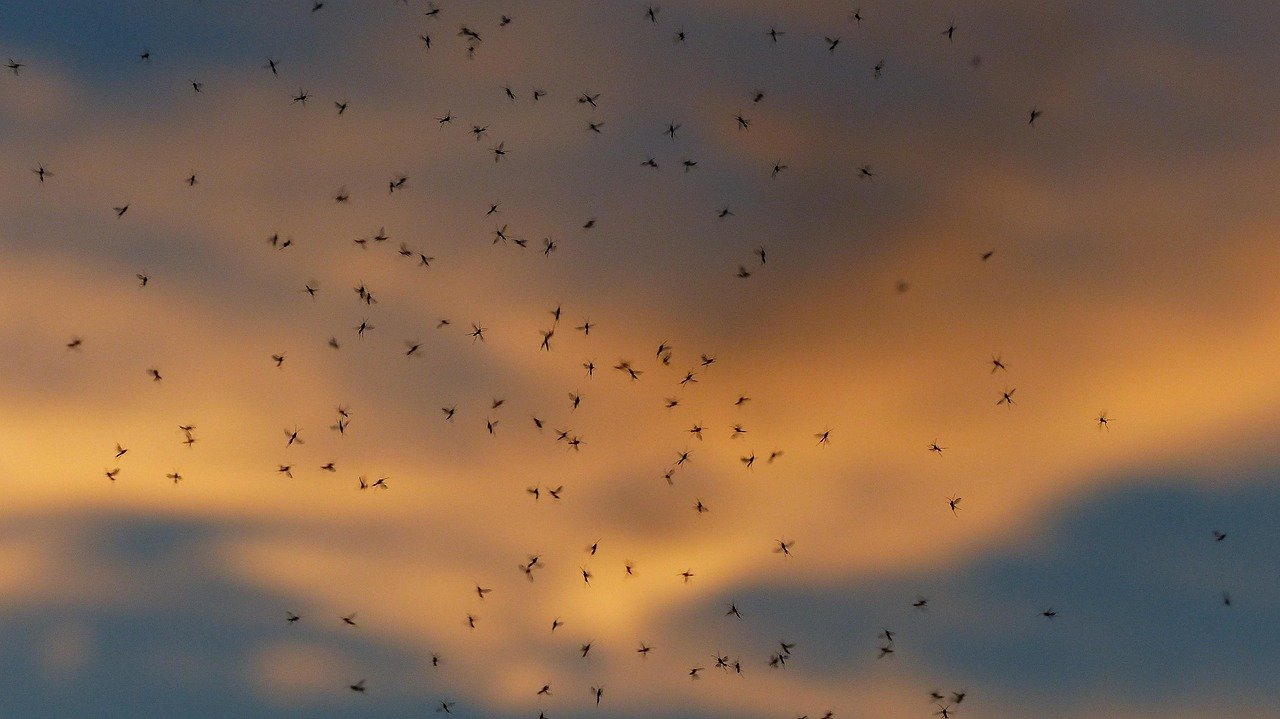 Mosquitos en Coslada: por qué han aumentado este verano y cómo protegerte eficazmente