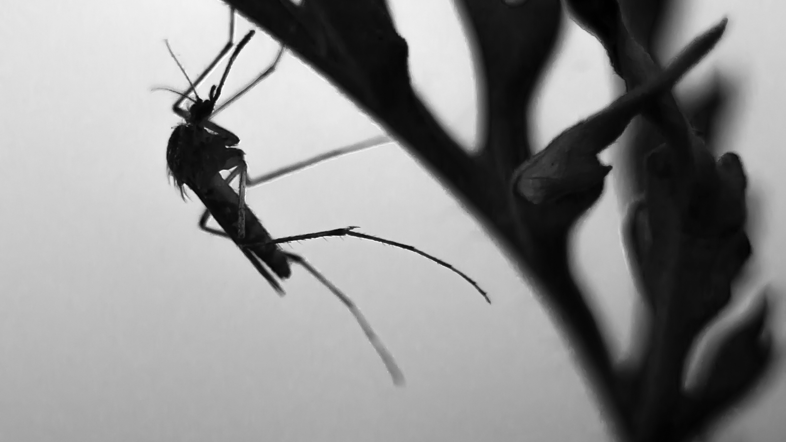 Verano en Coslada: cómo evitar cucarachas, hormigas y mosquitos en tu hogar