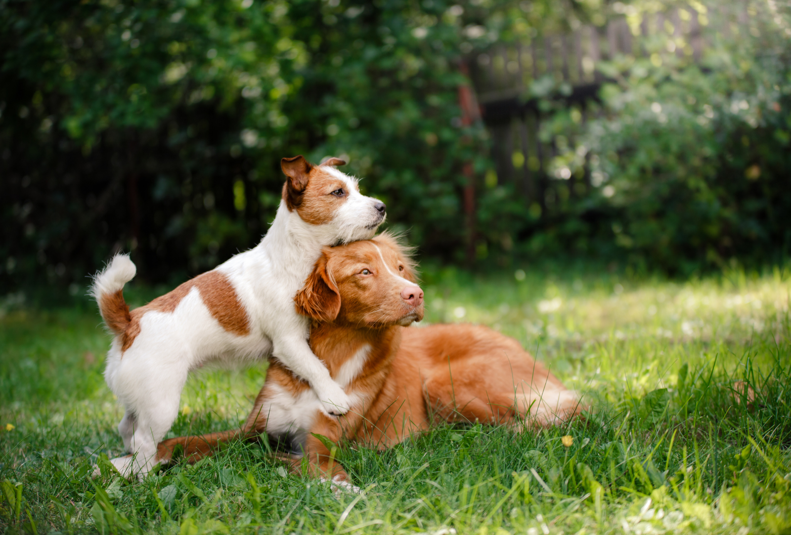 Cómo proteger a tu perro de pulgas y garrapatas este verano en Coslada