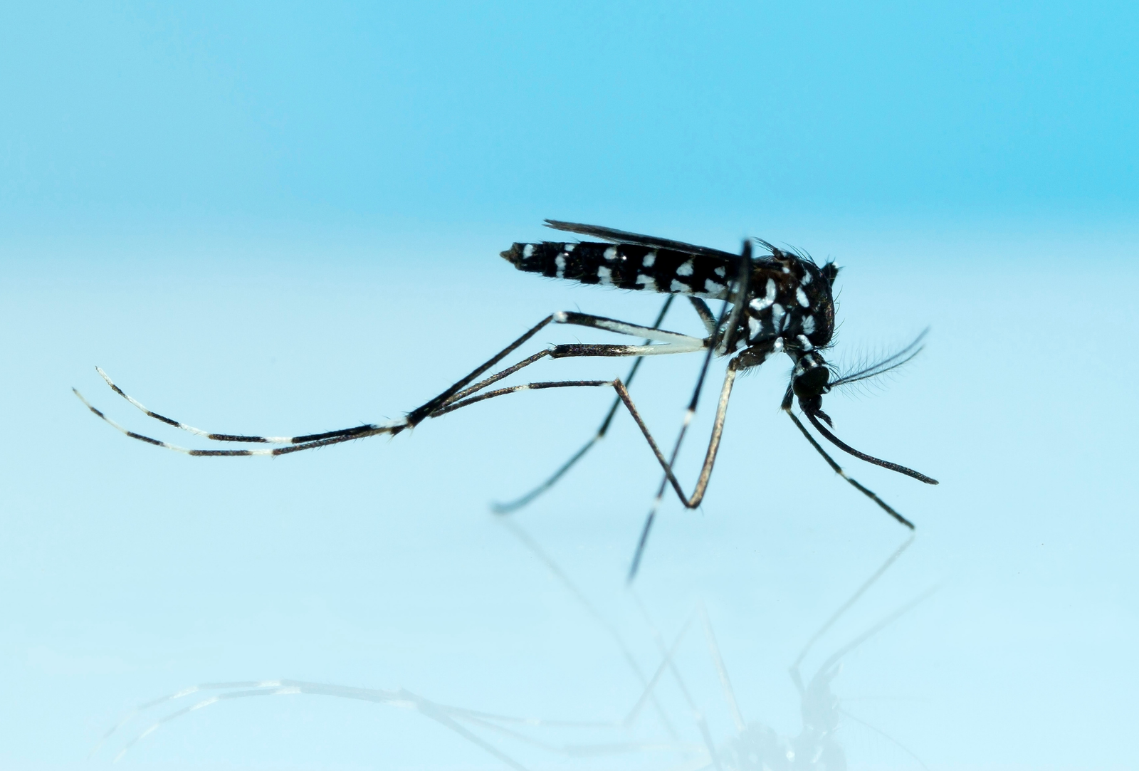 Mosquito tigre en Coslada: plaga en zonas residenciales e industriales