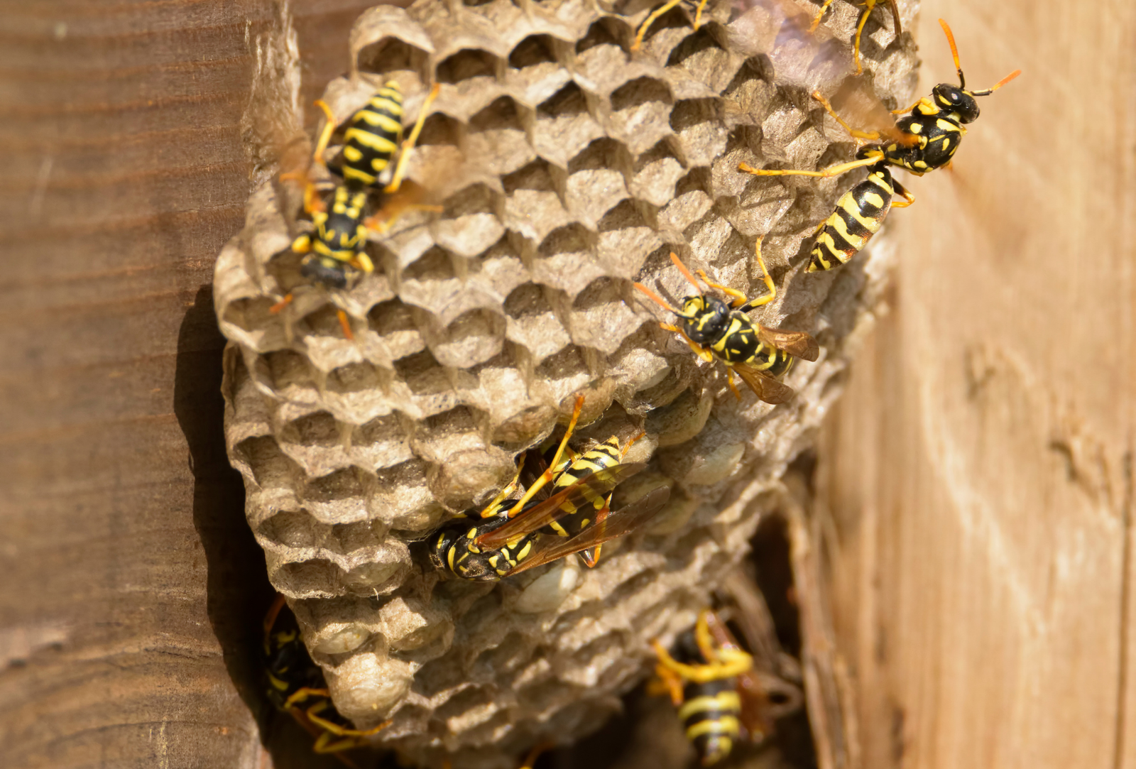 Avispas en Coslada en septiembre: riesgo en barrios y zonas industriales